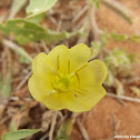 Evening Primrose