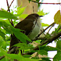 Black-billed Cuckoo