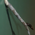 Tower Case moth egg case