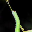 Sphinx sp