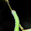 Sphinx sp