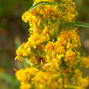 Dune Goldenrod