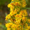Dune Goldenrod