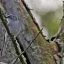 Blue-gray Gnatcatcher