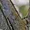 Blue-gray Gnatcatcher