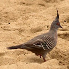Crested Pigeon