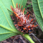 Golden Birdwing Caterpillar