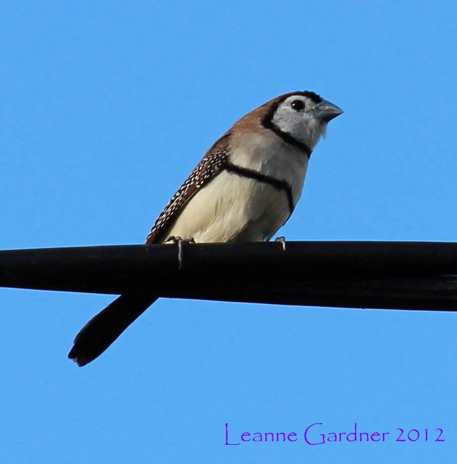 Double-barred Finch