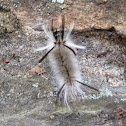 Banded Tussock Moth Caterpillar