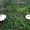 Gem-studded puff-ball