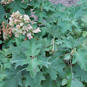 oakleaf hydrangea