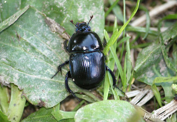 Spotting Image 1