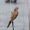 Great Reed Warbler; Carricero Tordal