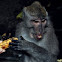 Long-tailed macaque