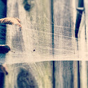 Spider Web
