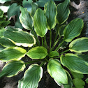 Hosta