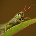 Agesander ruficornis