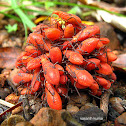 nymphs of assassin bugs