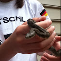 Black Rat Snake