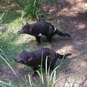 Tasmanian Devil