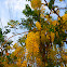 Flowering Tree