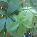wilder Wein