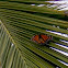 Monarch Butterfly