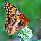 Variegated Fritillary