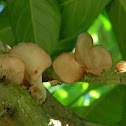 fungus