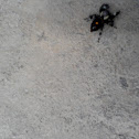 Jumping Spider