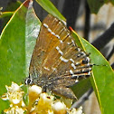 Texas Juniper Hairstreak
