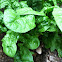 Spinach