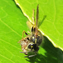 Wasp with Prey
