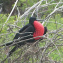 Magnificent Frigatebird