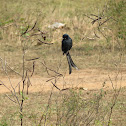 Drongo