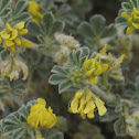 Bur clover, Strand-Schneckenklee