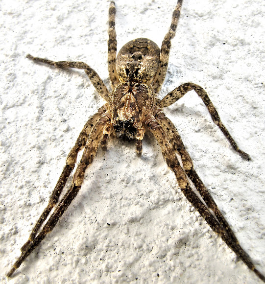 Spotting Image 1