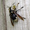 Baldfaced Hornet Queen