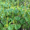 Chinese tallow