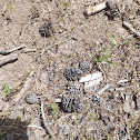 Pinecone