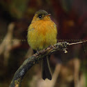 Tufted flycatcher