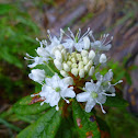 Labrador Tea