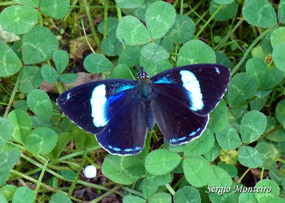 Spotting Image 1