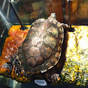 Red eared slider turtle