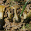 Greenpea Mushroom Lichen?