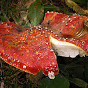 Fly Agaric