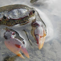 Crab