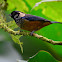 Tangara vientricastaña