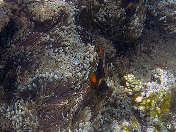Spotting Image 1
