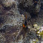 Red / Black Anemonefish,